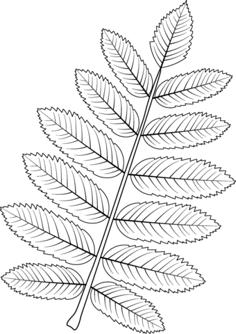 European Mountain Ash Leaf Coloring Page